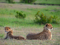 Gorily, rafting, najkrajšia hora, safari  a oceán – Afrika 2014