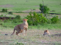 Gorily, rafting, najkrajšia hora, safari  a oceán – Afrika 2014