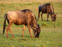 Gorily, rafting, najkrajšia hora, safari  a oceán – Afrika 2014