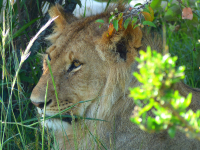 Gorily, rafting, najkrajšia hora, safari  a oceán – Afrika 2014