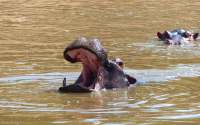 Gorily, rafting, najkrajšia hora, safari  a oceán – Afrika 2014