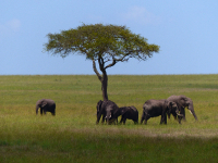 Gorily, rafting, najkrajšia hora, safari  a oceán – Afrika 2014