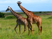 Gorily, rafting, najkrajšia hora, safari  a oceán – Afrika 2014