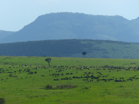 Gorily, rafting, najkrajšia hora, safari  a oceán – Afrika 2014
