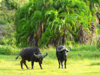 Gorily, rafting, najkrajšia hora, safari  a oceán – Afrika 2014