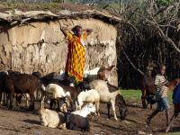 Gorily, rafting, najkrajšia hora, safari  a oceán – Afrika 2014