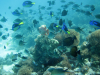 Gorily, rafting, najkrajšia hora, safari  a oceán – Afrika 2014