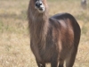 Nakuru (13)