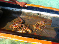 Panama, súostrovie San Blas, langusty