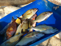 Panama, súostrovie San Blas, indiánska osada Kunov