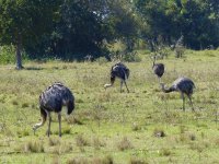 Pantanal