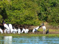 Pantanal