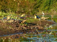 Pantanal