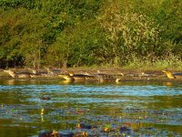 Pantanal