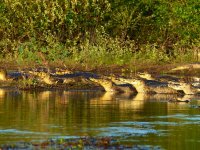 Pantanal