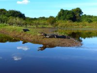Pantanal