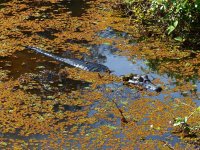 Pantanal