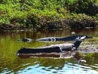 Pantanal