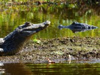 Pantanal