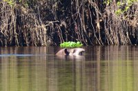 Pantanal