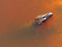 Pantanal