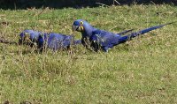 Pantanal