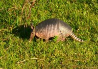 Pantanal