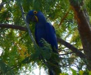 Pantanal