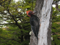Patagónia