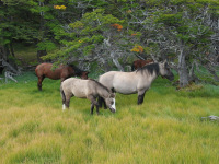 Patagónia