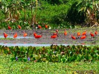 Predvianočná Venezuela