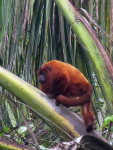 Venezuela 2011