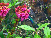 Venezuela 2011