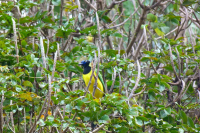 Venezuela apríl 2012