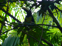 Venezuela december 2012