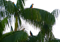 Venezuela december 2012