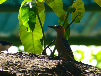 Venezuela december 2012