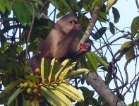 Venezuela pre rybárov a ornitologov