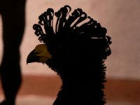 Venezuela pre rybárov a ornitologov